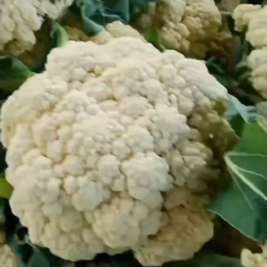 沂水县菜花产地大量出货，种植面积大货源充足，品质好。。。。。。