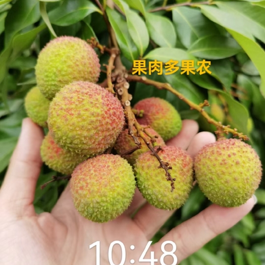 灵山县灵山妃子笑