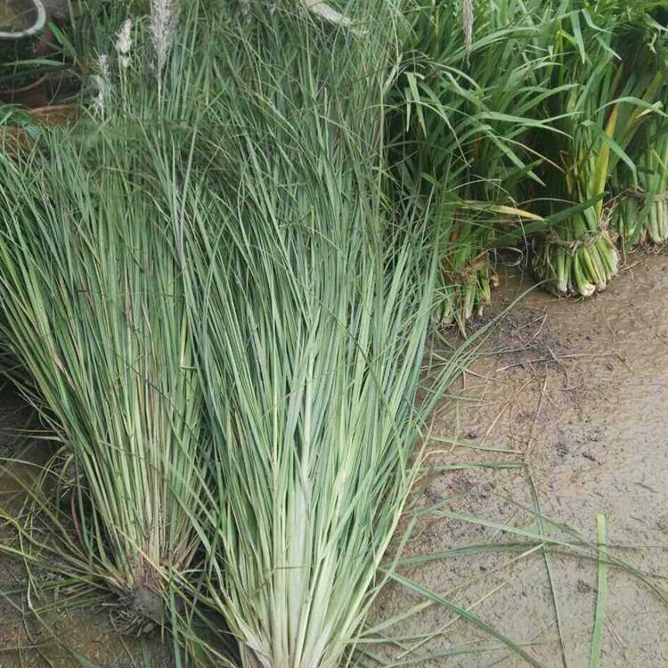 蒲苇，花境造景植物，水生植物 水体绿化 河道工程景观观赏草