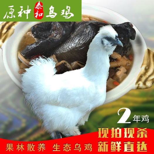 泰和县江西400天山林散养原种泰和乌鸡原产地农庄直发