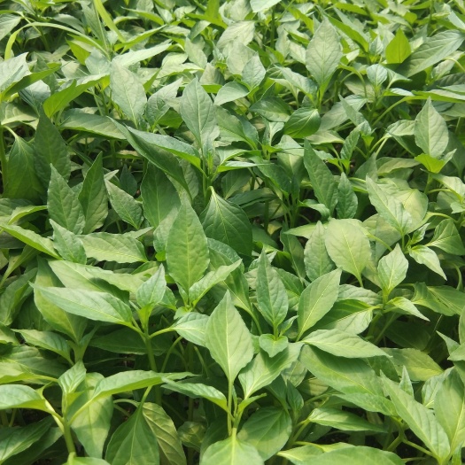 宿州螺丝椒，线椒，薄皮椒，无老苗，无弱苗。成活率高，