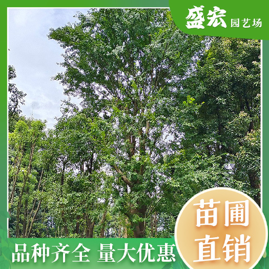 长沙园林绿化 精品榔榆大树苗 红皮榆大树 10-60公分小叶榆乔