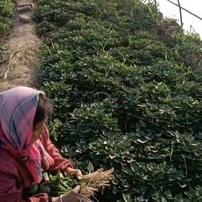 海城市辽宁红薯苗基地直销早丰西瓜红秧苗
