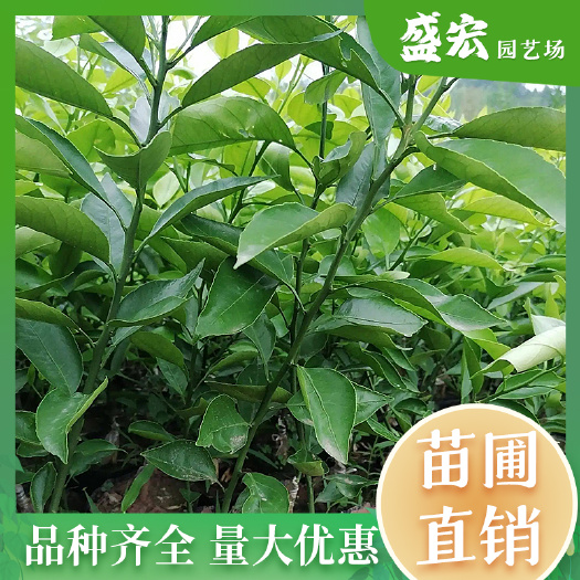 长沙基地直供批发，湖南椪柑树苗，嫁接柑橘果苗，南方种植盆栽，地栽