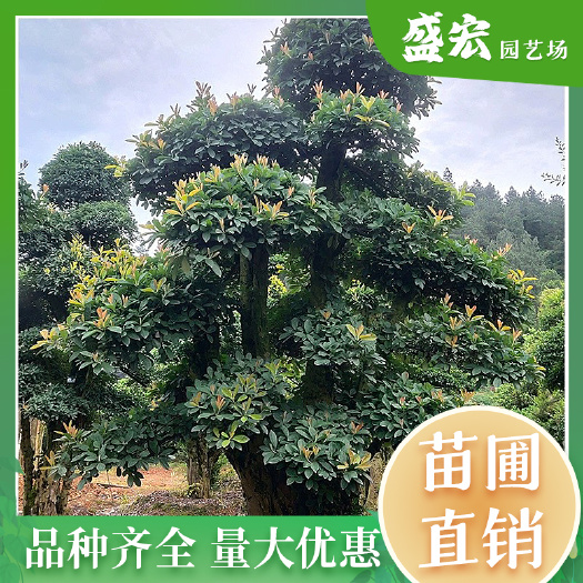 基地直销，造型椤木石楠桩景，红叶石楠树 ，红叶石楠色块苗。