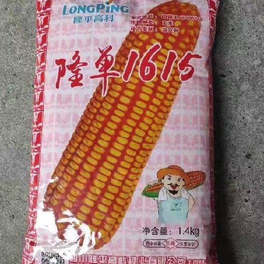 博白县杂交玉米种子