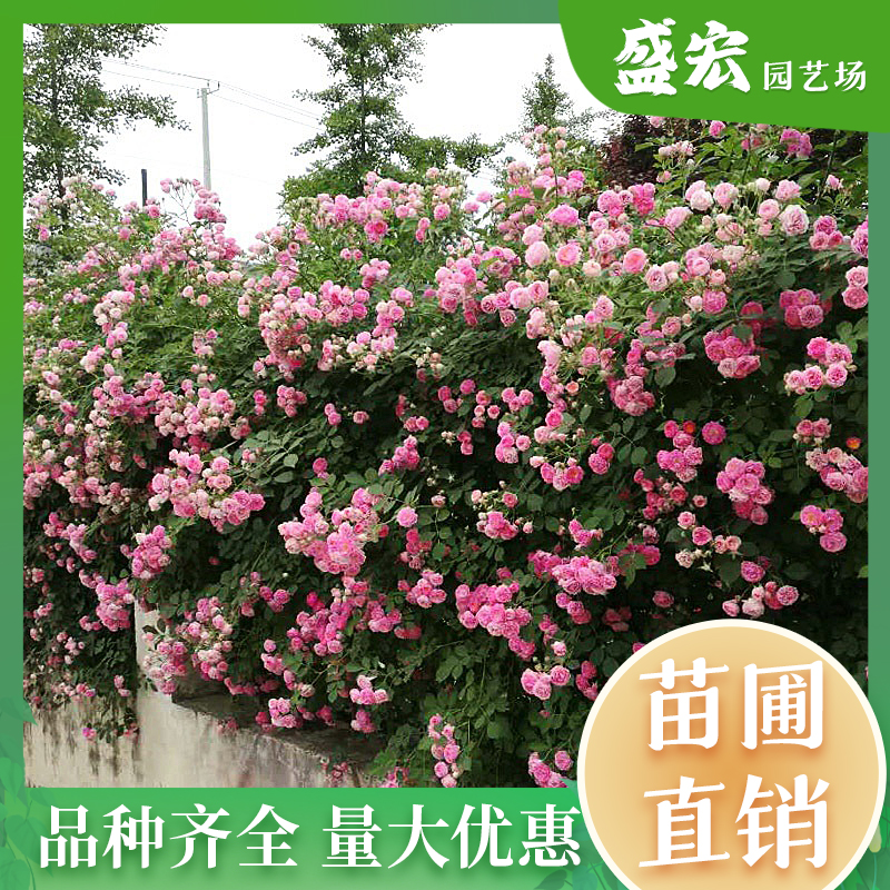 高品質お得】薔薇苗 43RTg-m54896167512植物/観葉植物 - zito.com.mk