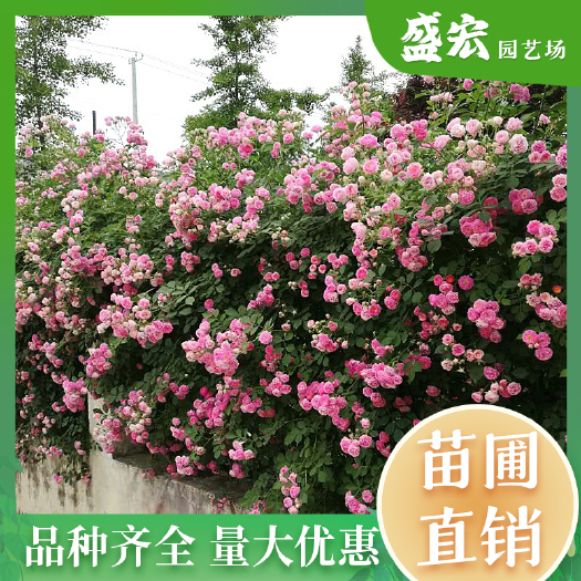 蔷薇，藤本花镜植物，根系发达，成活率高， 品种、规格齐全 。