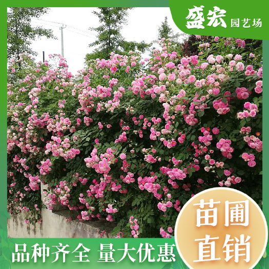 长沙蔷薇，藤本花镜植物，根系发达，成活率高， 品种、规格齐全 。