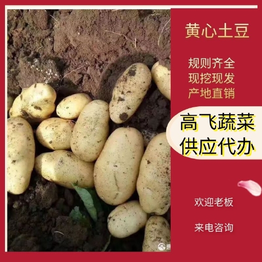 土豆，黄心土豆精品产地大量供应！