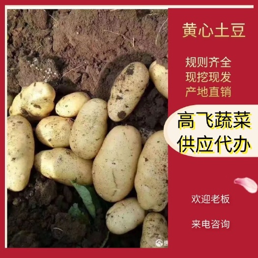 土豆,黄心土豆精品产地大量供应!