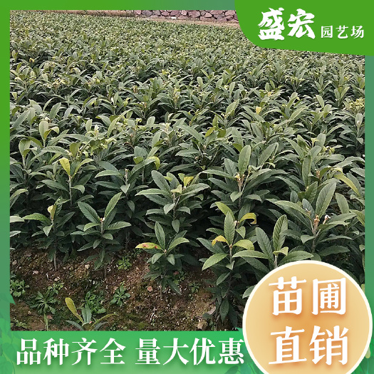 长沙嫁接枇杷苗 枇杷树苗盆栽地栽 南方北方种植果树苗工程树