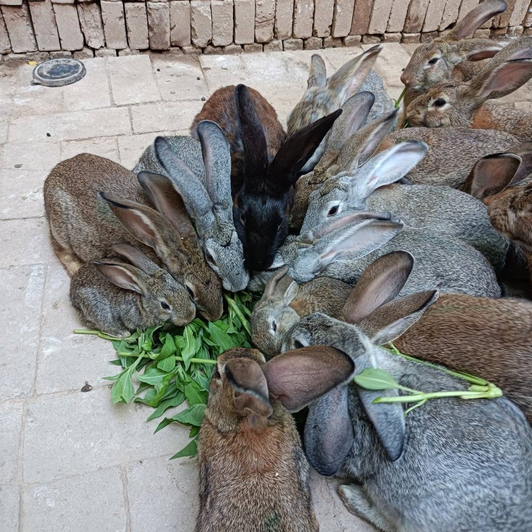 比利时散养纯草种兔