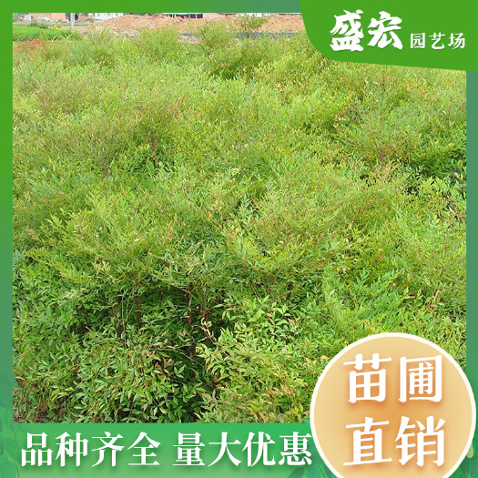 南天竹，彩叶绿化苗木，耐寒花卉植物，可遍植，可盆栽。
