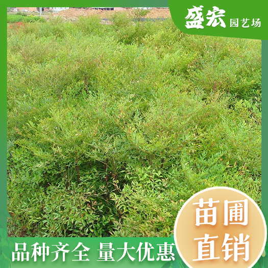 长沙南天竹，彩叶绿化苗木，耐寒花卉植物，可遍植，可盆栽。