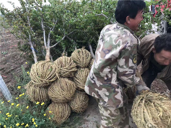 荥阳市三公分嫁接突尼斯软籽石榴树已挂果带土球