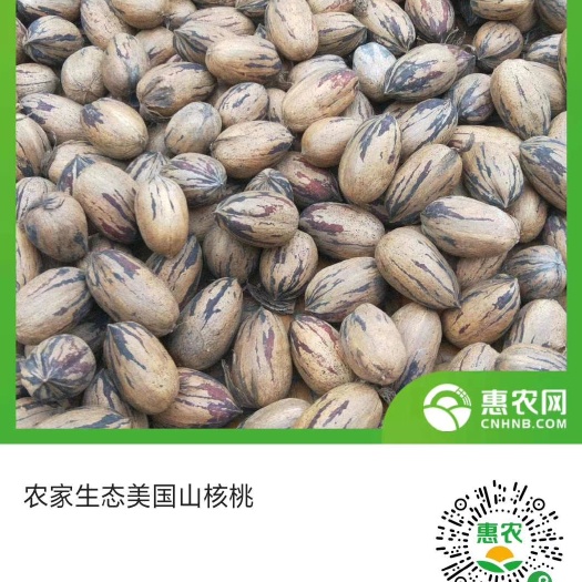 南涧县山核桃