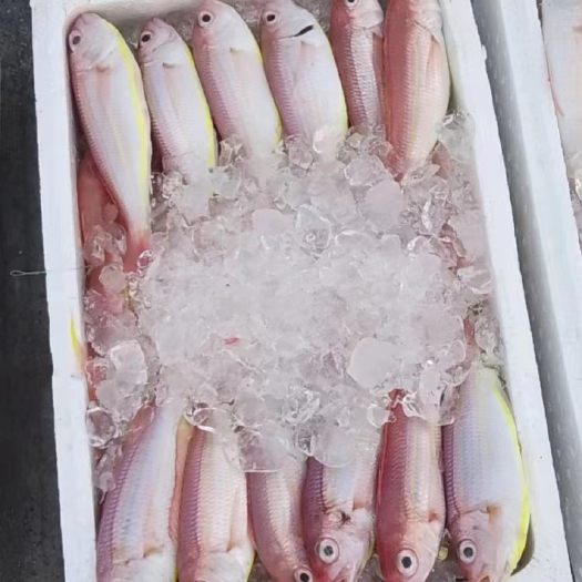 北海黄肚三