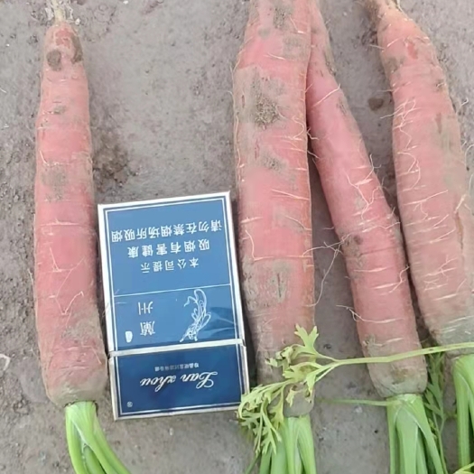 靖远县甘肃省白银市靖远县精品秤杆胡萝卜