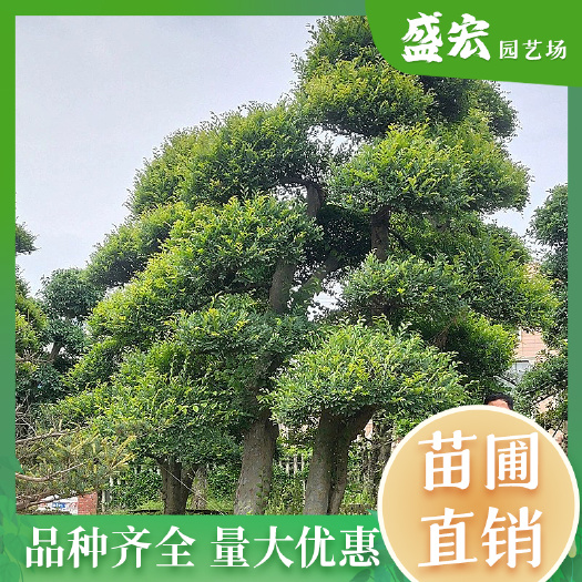 长沙榆树桩景，园林批发 ，家榆白榆价格实在 ，园林绿化造型桩景。