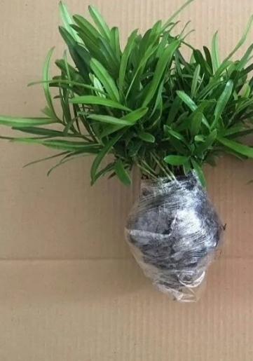 定南县罗汉松小苗