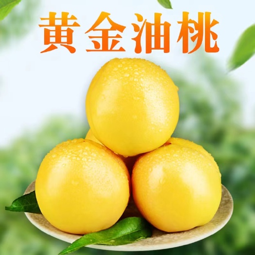 蒙阴县山东临沂正品高品质黄桃新鲜现摘一件代发