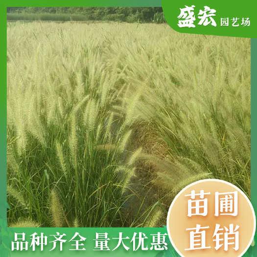 长沙狼尾草，临水植物，行道点缀，净化水质，公园绿化，量大从优。