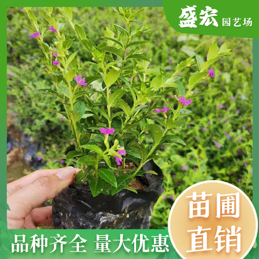 长沙批发满天星小苗批发 雪茄花小苗 市政园林绿化苗木 湖南苗圃基