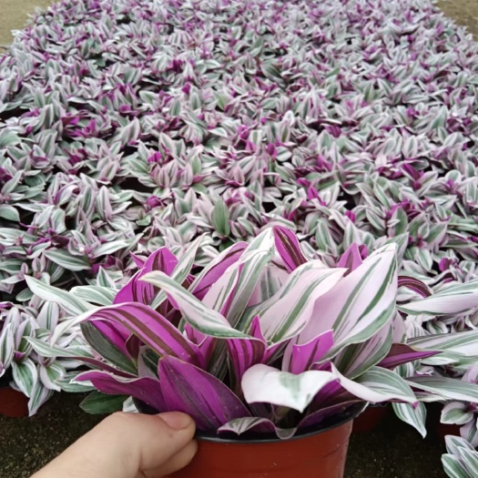 漳平市婚礼油画基地直销，大量供应，一手货源，量大价优