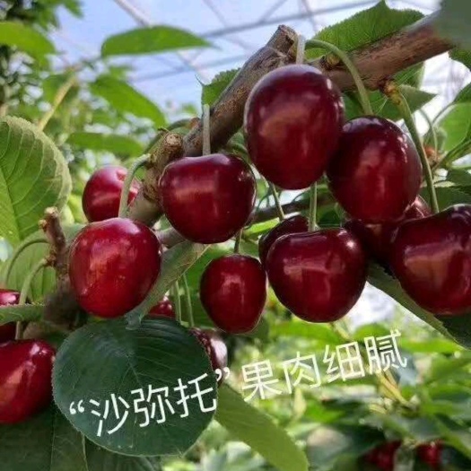大连大连旅顺自己大樱桃（品种多、个头大、口感好、质量高、果态硬）