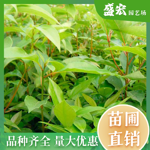 长沙香樟，长沙市树，四季长绿，单杆丛生，规格齐全， 量大优惠。
