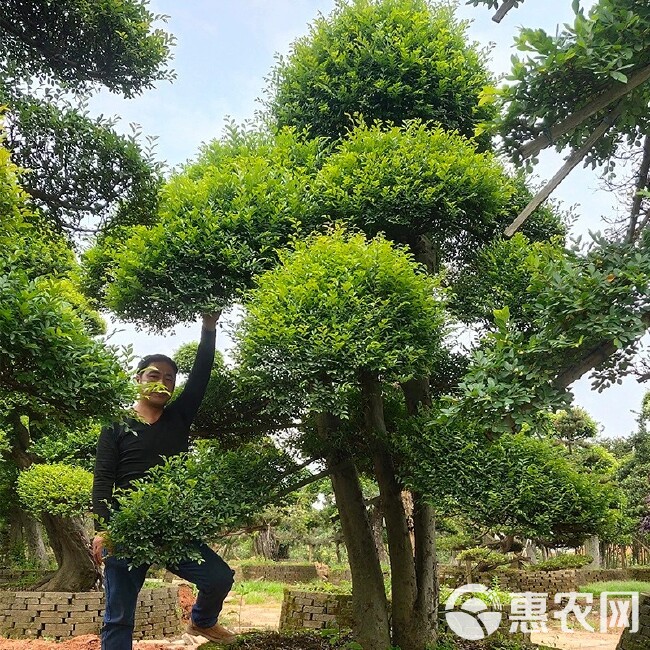 榆树桩景，园林批发 ，家榆白榆价格实在 ，园林绿化造型桩景。