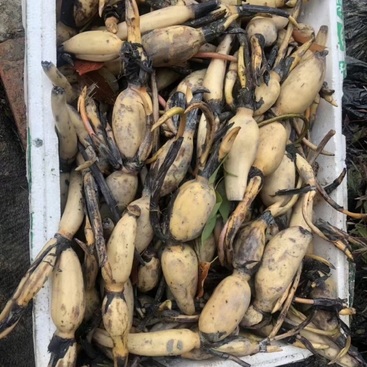 杭州荷花 藕 种苗，农户直销