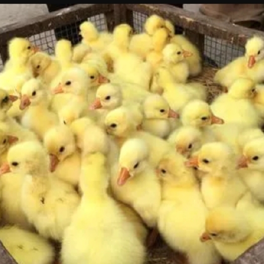 昆明白鹅