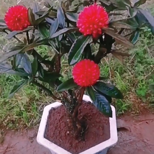 马缨杜鹃，为杜鹃花科，杜鹃花属的一种。常绿灌木。
