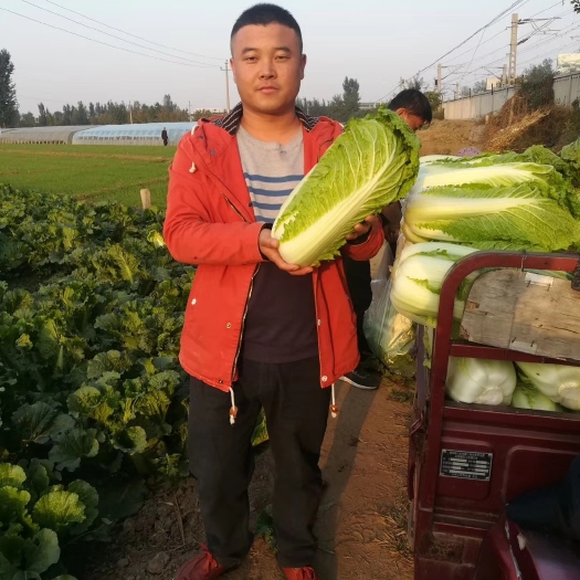 定州市杜绝假货大白菜种子北京新三号一代杂交直立紧凑脆甜稳产秋播