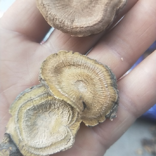 谷城县牛大黄，土大黄，自然晒干的大黄干片！
