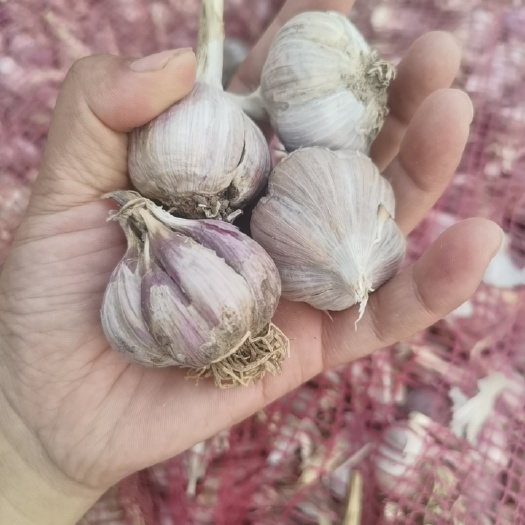 丰县四江苏徐州丰县紫皮蒜种苔蒜头川蒜种红根蒜苗大量现货200吨