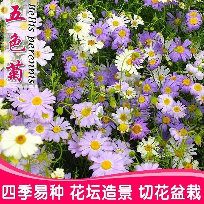 灌云县五色菊种子四季易种开花不断室外庭院阳台易活花种景观花海花籽子