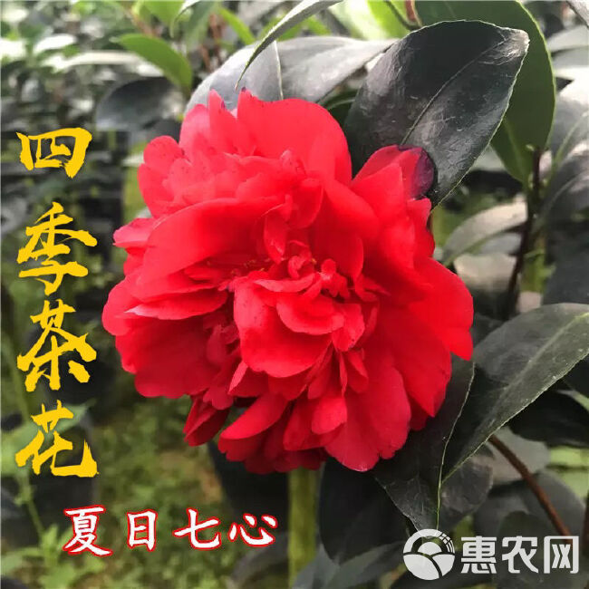 四季茶花盆栽树苗福建龙岩永福镇基地批发价保质保量原盆原土发货