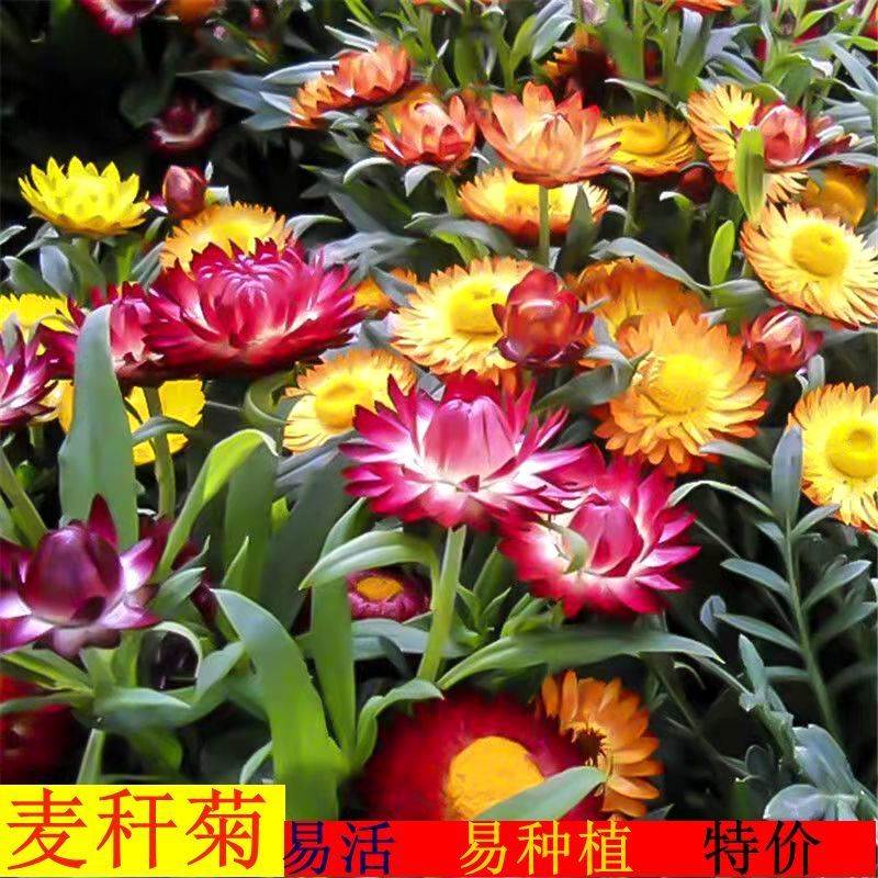 灌云县麦秆菊种子四季播菊花种子春季种蜡菊阳台庭院盆栽观赏花卉易种植