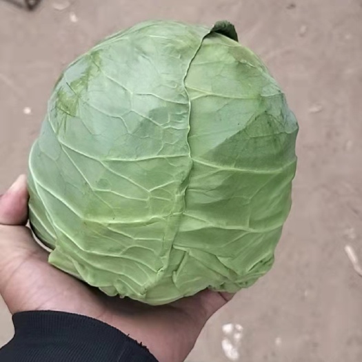 通许县甘蓝，青叶甘蓝，质量好，价格优