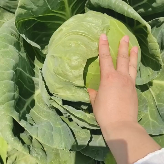 南乐县精品青甘蓝，货源充足，批量处理