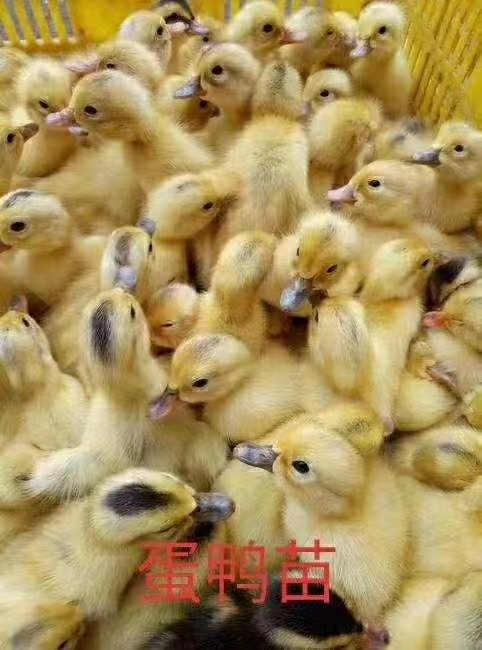 南宁长期批发各种出壳鸭 童鸭 鹅苗，疫苗齐全欢迎订购！