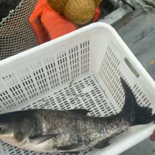 湖州花鲢鱼