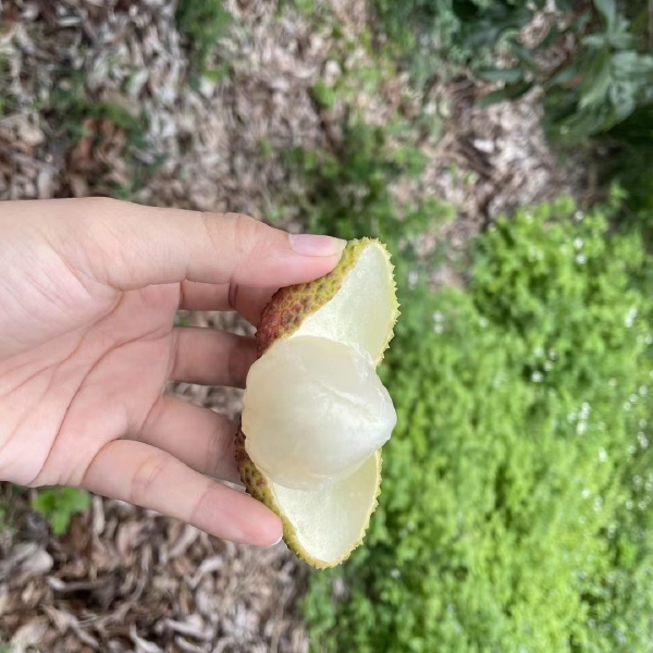 广西灵山妃子笑大量上市，核小肉厚，以精品品质迎接各路老板