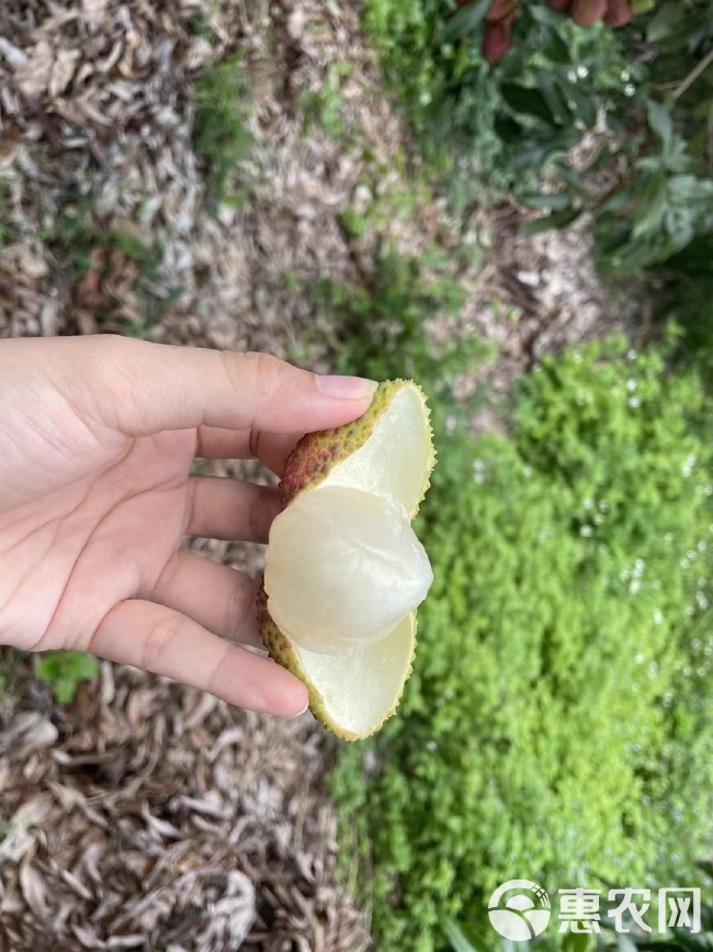 广西灵山妃子笑大量上市，核小肉厚，以精品品质迎接各路老板