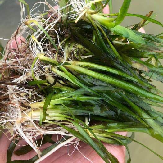 杭州矮化苦草 矮生苦草 矮型苦草，农户直销