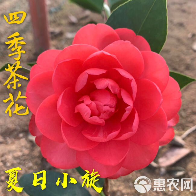 四季茶花盆栽树苗福建龙岩永福镇基地批发价保质保量原盆原土发货