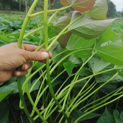 大量供应西瓜红，烟薯25脱毒苗